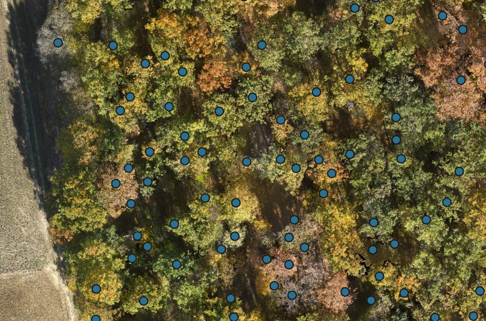 Auto Count on forest